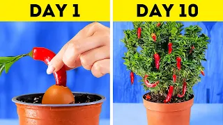 Unusual ways to grow your own fruits and vegetables at home