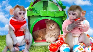 Smart Bi Bon harvests eggs to make boiled eggs for baby monkey house cat