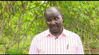 Cassava farming best practice in Kenya - Kirinyaga part 1