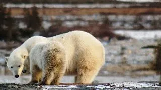 A Lucky Break for a Starving Polar Bear Mom and Her Cub