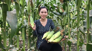 Countryside Life|Harvest corn in my home - Cook corn milk and corn sticky rice | Hot girl cooking