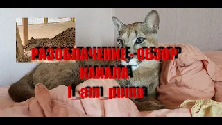 I_am_puma  разоблачение канала / Нормальные люди постановочное интервью I_am_puma /Правда I_am_puma