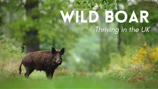 Wild Boar Thriving in the UK! - Rewilding