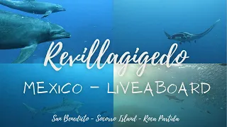 Liveaboard Mexico 🇲🇽 - Socorro, San Benedicto, Roca Partida - Revillagigedo Islands - Solmar V