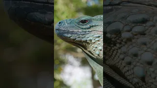 Blue vs. Green: The Iguana Rivalry of Grand Cayman