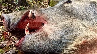 "Big Wild Boar" Bow Hunt