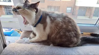 Little cat does a big yawn