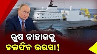 Russia Using Trained Dolphins To Protect Warships At Black Sea Naval Base || News Corridor