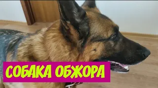 НЕМЕЦКАЯ ОВЧАРКА.СОБАКА ОБЖОРА