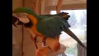 This Parrot can't stop Laughing