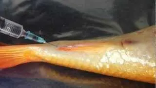 Collecting blood from a fish using the tail vein.