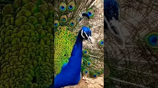 #shorts #youtube #birds #peacock #viral #shortsfeed #shortvideo