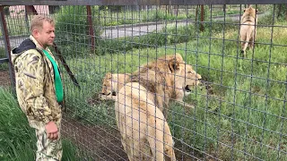 Юный прайд пришел к Олегу Зубкову! Тайган