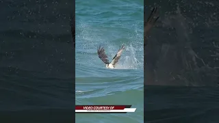 Amazing Osprey slams into the surf and flies away with a big fish. #wildlife