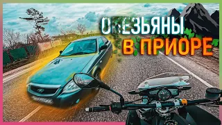 МБ 40: ОБЕЗЬЯНЫ В ПРИОРЕ ЛЕТЯТ ПО ВСТРЕЧКЕ  😳