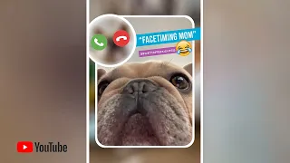 🤣🐶 “FaceTiming MOM” 📱🤣 Poetic French Bulldog Puppies 🏝 Miami Beach