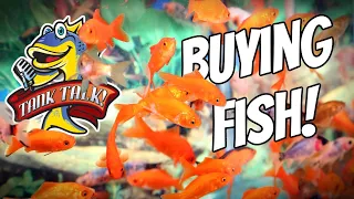 Ultimate Guide To Buying Aquarium Fish