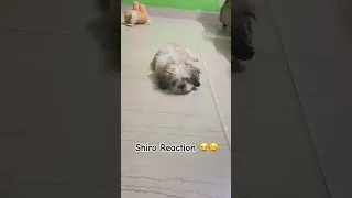 #shiro #viral #shortsvideo #shorts #youtube #trend #shitzu #puppy #dog #doglover #dogs  #asharaz