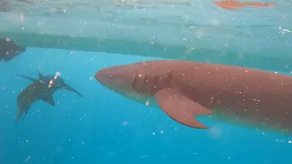 Челюсти усатой акулы-няньки. Мальдивы.
