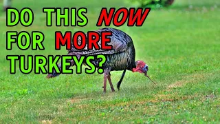 How to Create the Best Habitat for Wild Turkeys