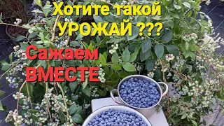 НЮАНСЫ посадки ГОЛУБИКИ, если хотите собирать ЯГОДУ. Опыт 8 лет