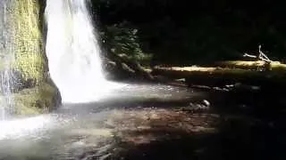 Bird with nest behind waterfall at Spirit Falls, Oregon