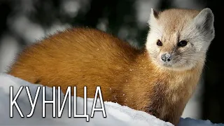 Marten: Agile and fluffy hunter | Interesting facts about martens