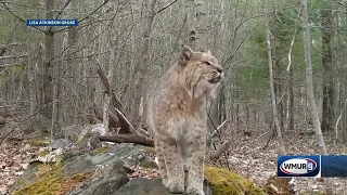 Bobcat seen caterwauling on New Hampshire trail cam