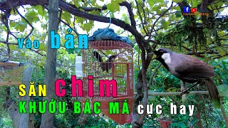 Vlog mua chim khướu bạc má hót hay nhiều giọng