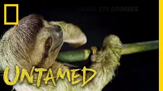Happy Sloth Day, Celebrate with These Slow Movers! | Untamed
