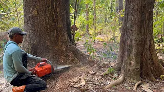 Tall & dangerous... Cut down 2 trembesi trees near the house.