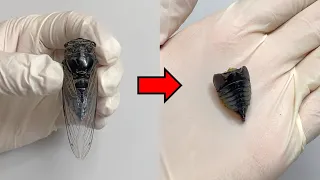 You Can Make a Dead Cicada Cry ! - Cicada Anatomy