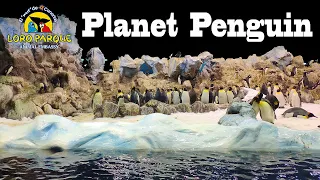 Tenerife, Loro Parque, Planet Penguin | Tenerife, Loro Park, Penguin Planet