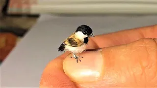 Top 10 Smallest Birds in the World