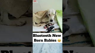 Bluetooth New Born Babies 🥹 | #325