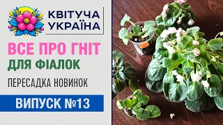 Фіалки на фітілі - все про гнотовий полив фіалок в одному відео