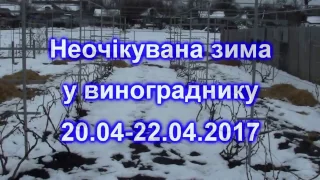 Зима у винограднику   20-22. 04. 2017