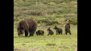 Grizzly Bear 399 and her 4 Cubs in Grand Teton National Park