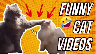 10-Minute Funny Cat Video Compilation: Feline Funnies Galore!