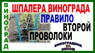 🍇 Шпалера для винограда. Какое расстояние для второй проволоки? Зачем нужна вторая проволока?