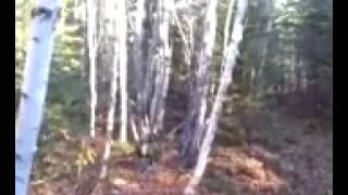 Possible canadian bigfoot sighting