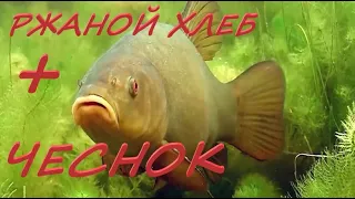 ЛИНЬ и ЗОЛОТОЙ КАРАСЬ Рыбалка на Мордушку