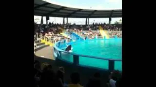 Miami Seaquarium - Trainer goes for a spin with Orca