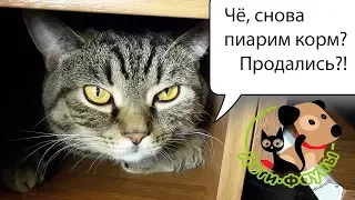 Как перевести кошку / собаку на другой корм?