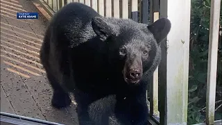 Black bear spends summer afternoon on Mass. family's porch