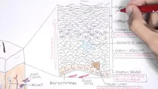 The Skin Anatomy, Physiology and Microbiology