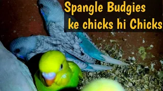 Breeding Progress Spangle Budgies In Aligarh Budgies and Finches