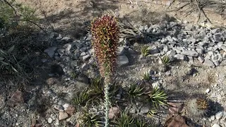 Agave lechuguilla drone view of flowers