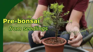 Turning 50 Larch seedlings into prebonsai