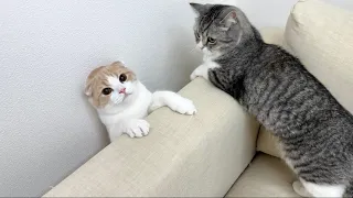 うっかりソファーの隙間に落ちて抜け出せなくなった猫がこうなっちゃいました…